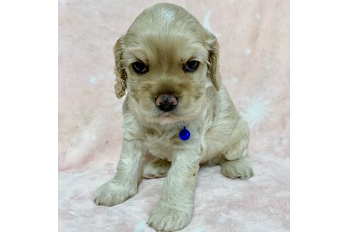 成約済の埼玉県のアメリカンコッカースパニエル-79326の1枚目